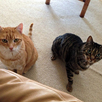 Nicki purchased a DualScan cat flap for her two cats: "Truman is the orange fellow, Crunch is...