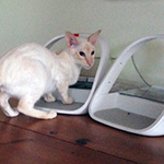 "My young cats Wilfred (seal point siamese) and Arthur (red point tabby siamese) love their...